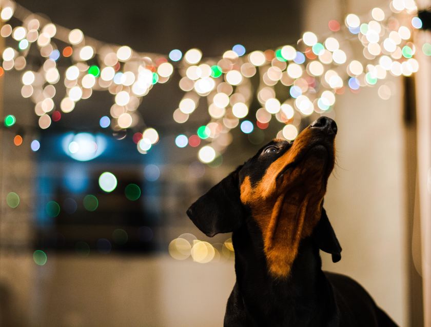 nivia-espinoza-a2pkWQYxfKA-unsplash